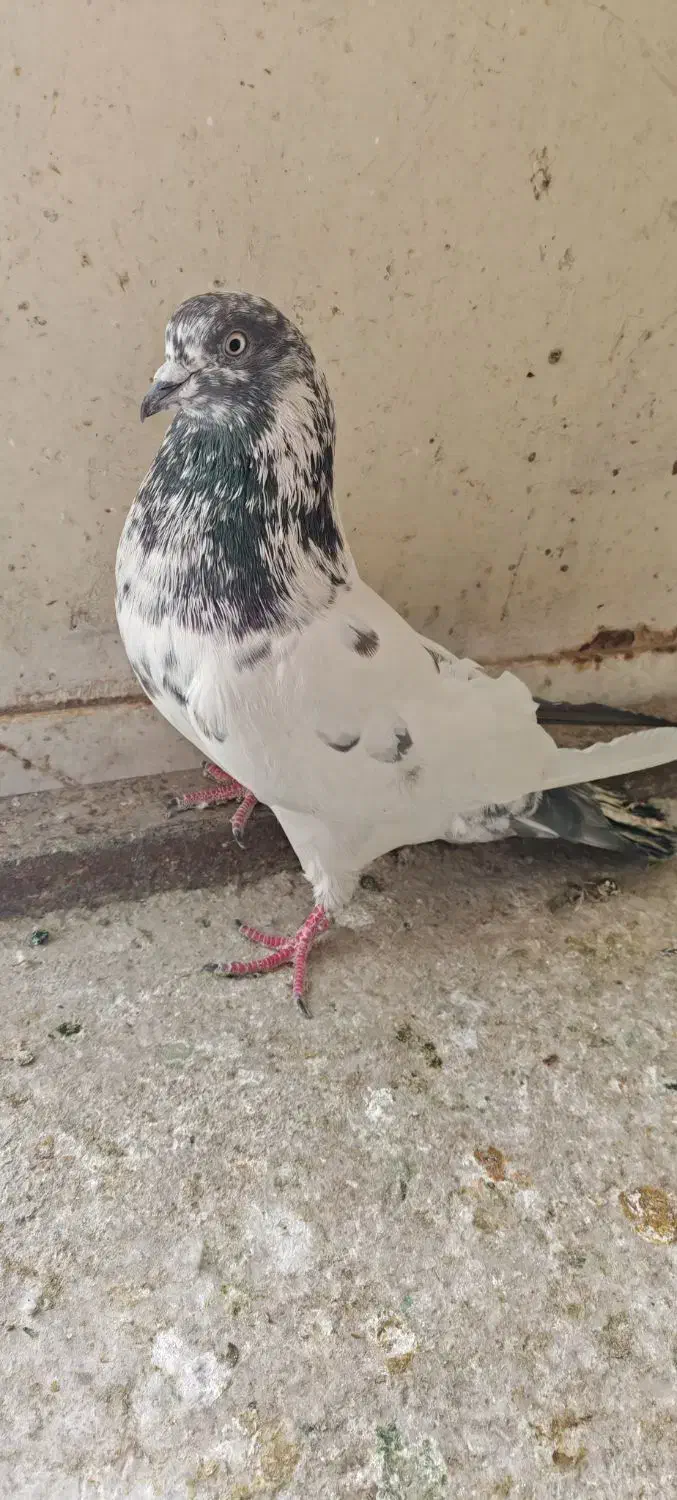 کفتر نر|پرنده|شهر ری, فیروزآباد|دیوار