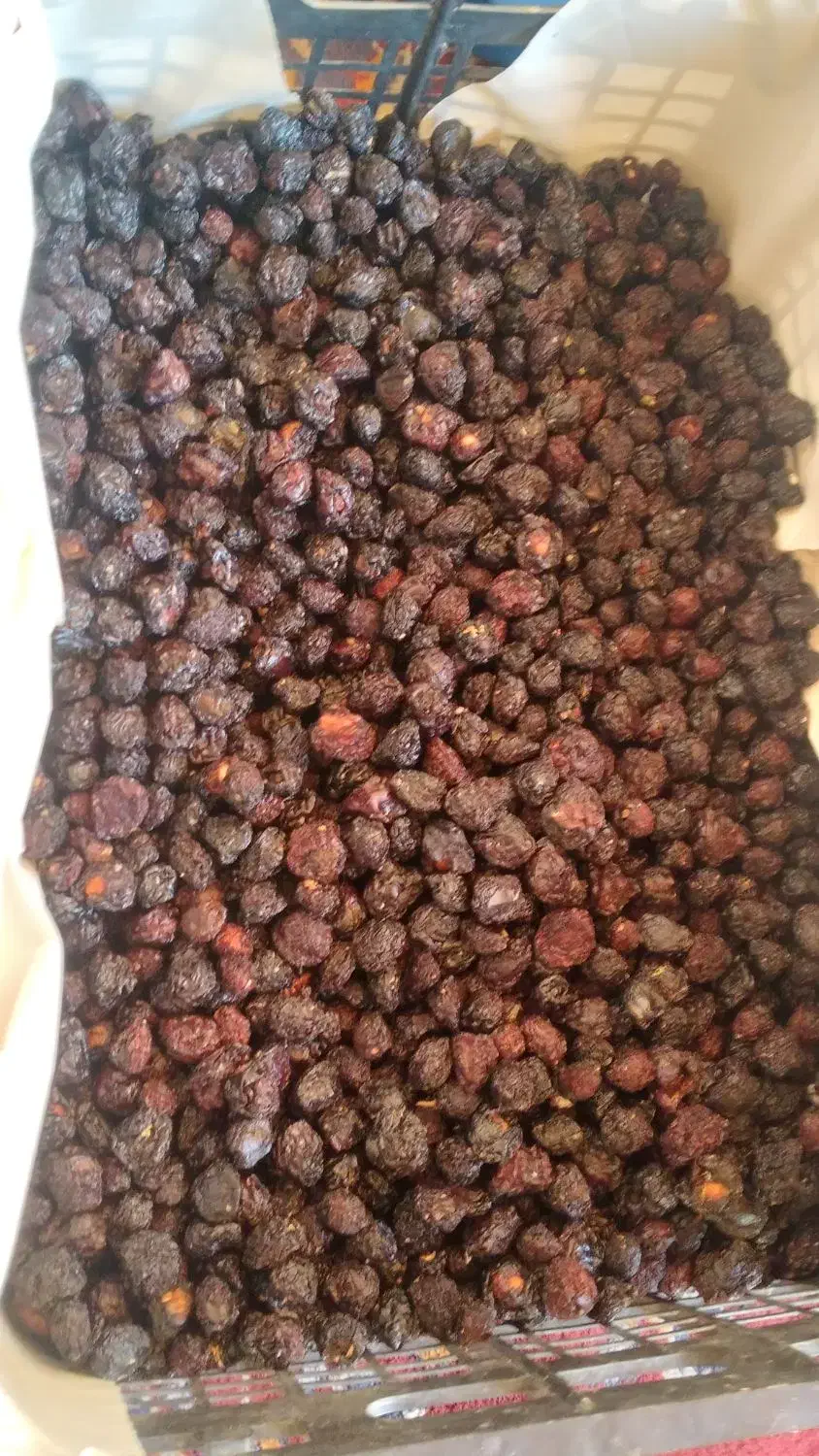 کیشته کیلاس|عمده‌فروشی|مشهد, هفده شهریور|دیوار