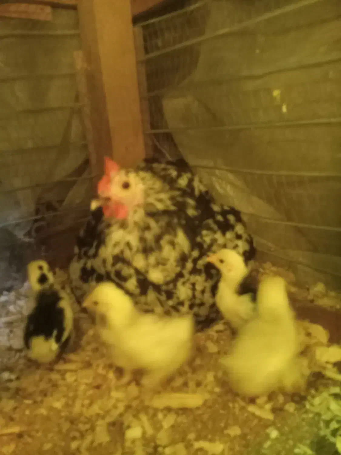 مرغ کوشین بلک متلد اصیل باجوجه قوغاز و غاز دورگ|حیوانات مزرعه|لاهیجان, بازکیاگوراب|دیوار