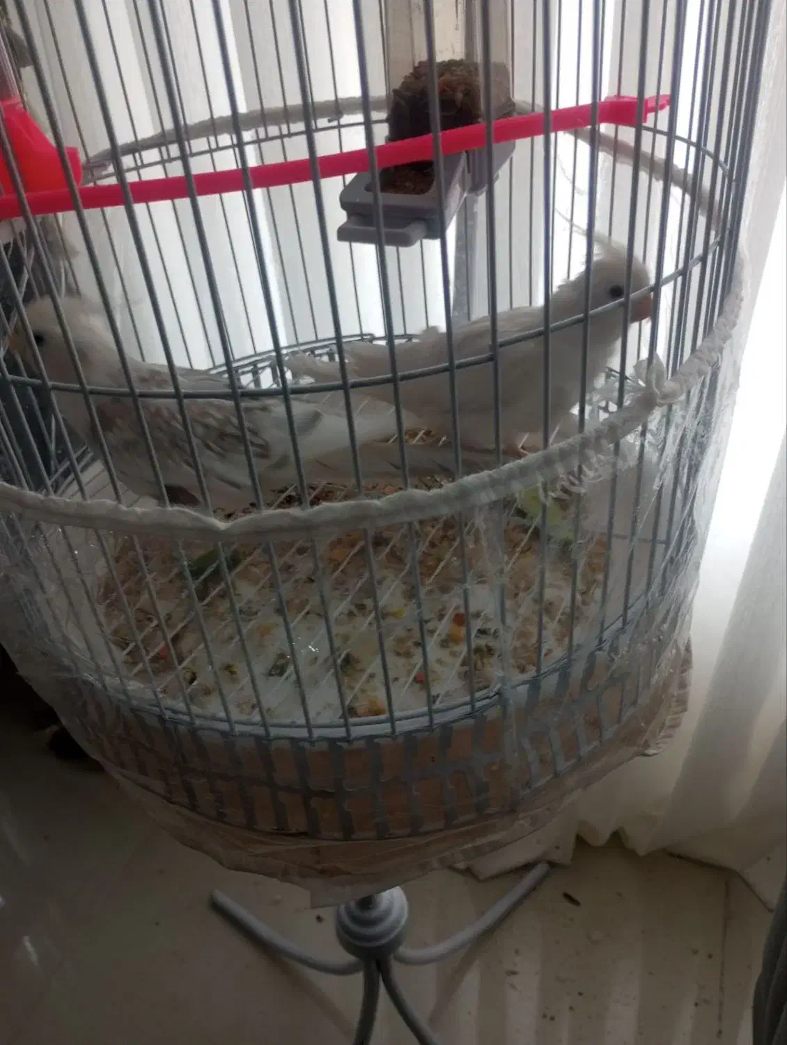 عروس هلندی آلبینو جفت|پرنده|مشهد, گلبرگ|دیوار