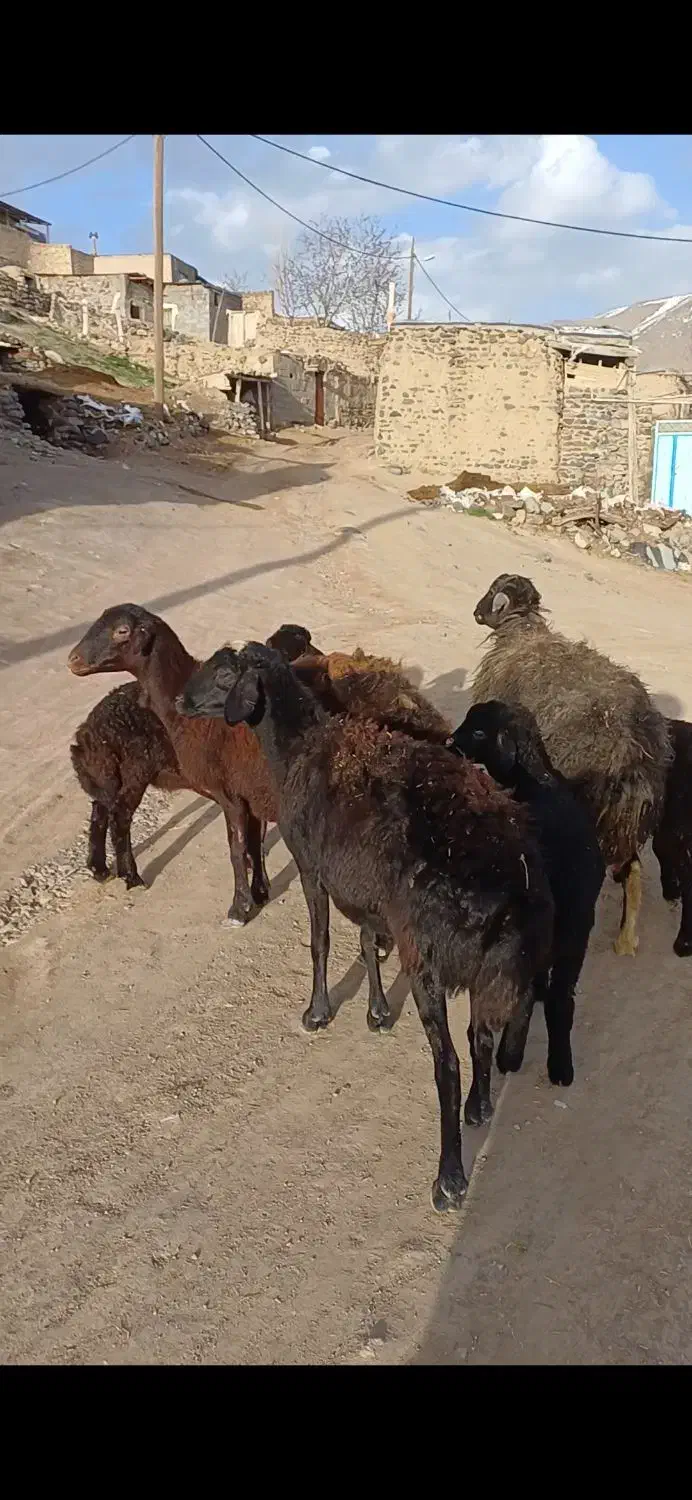 میش|حیوانات مزرعه|زنجان, |دیوار