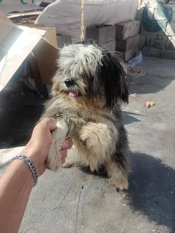 سگ شیترو|سگ|قائن, |دیوار