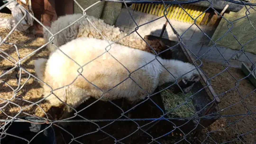 دوبره ماده|حیوانات مزرعه|خورموج, |دیوار