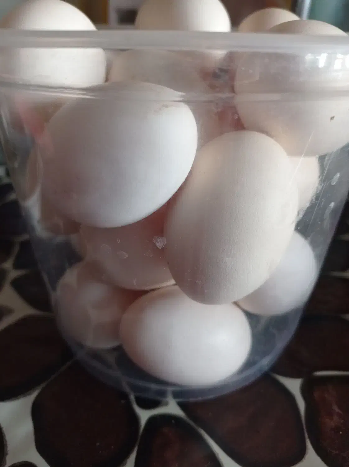 تخم مرغ  محلی|حیوانات مزرعه|رامشیر, |دیوار