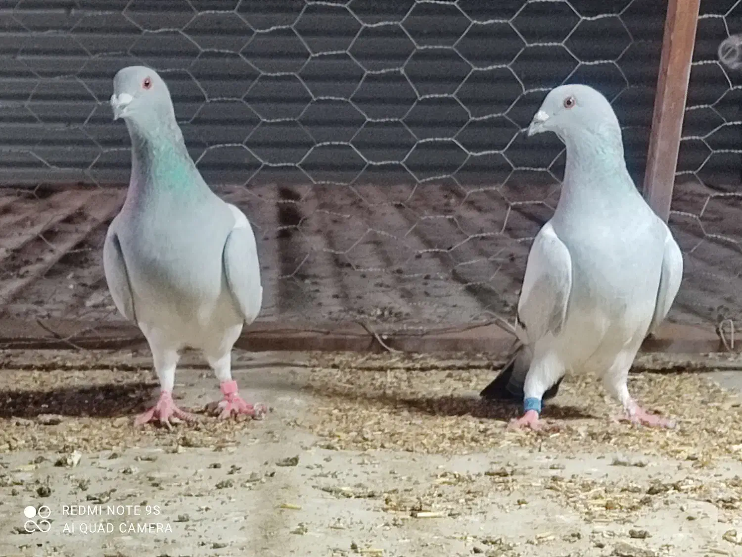 سبز شامی|پرنده|برازجان, |دیوار