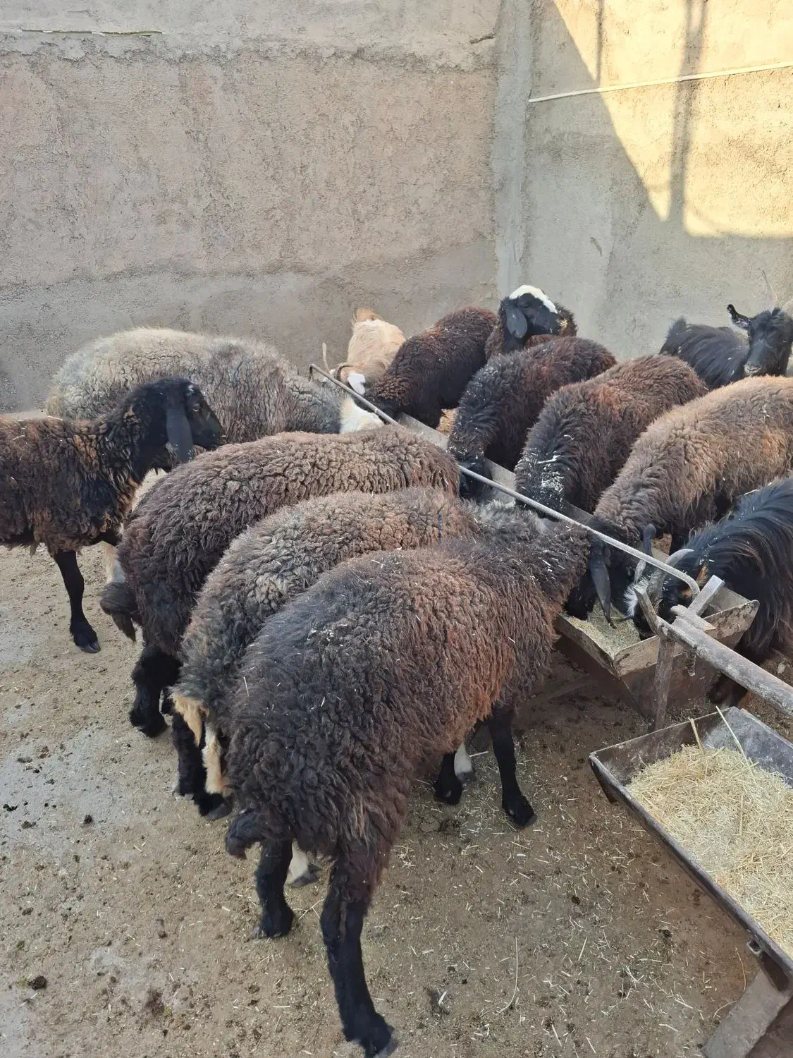 بزغاله و بره|حیوانات مزرعه|گرمسار, |دیوار