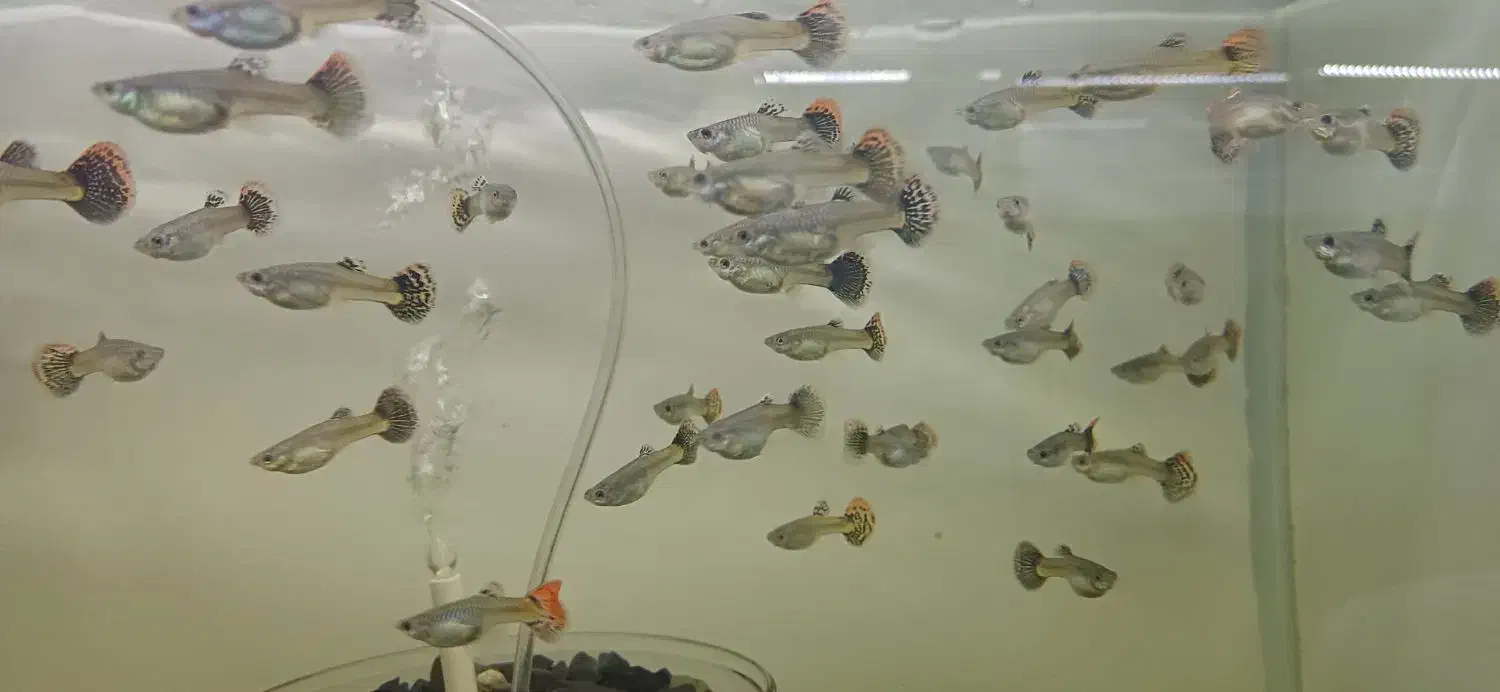 گوپی در انواع نژاد|ماهی|هشتگرد, شهرک اقدسیه|دیوار