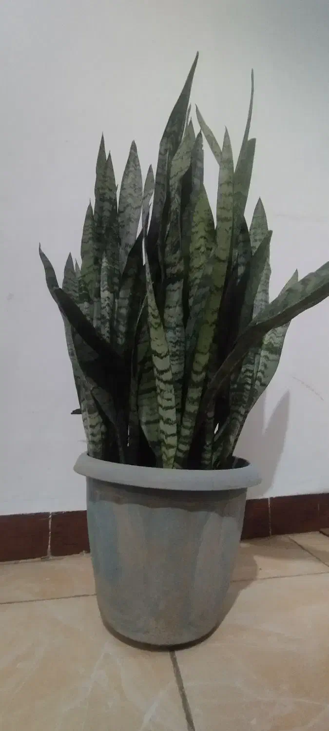 گل سانسوریا|گل و گیاه طبیعی|رشت, پل تالشان|دیوار