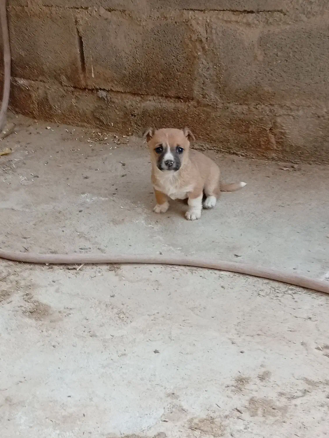 فروش توله سگ اشپیز|سگ|یزد, |دیوار