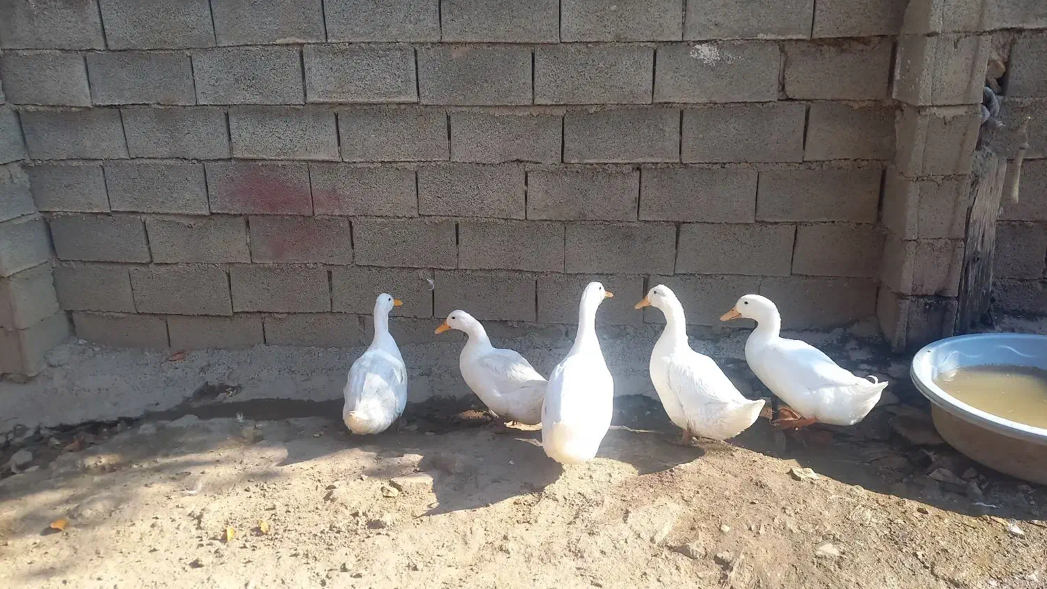 غاز/قوغاز/اردک محلی/اردک خارجی|حیوانات مزرعه|دوزین, |دیوار