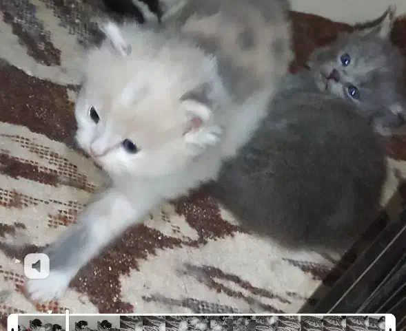 بچه گربه پرشین|گربه|ارومیه, |دیوار