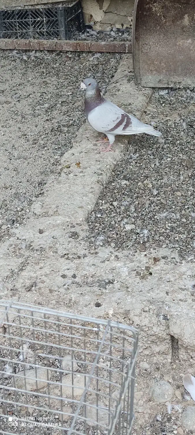 کبوتر پیازی|پرنده|خشت, |دیوار