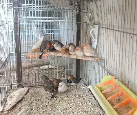 فنچ|پرنده|بندر گناوه, |دیوار