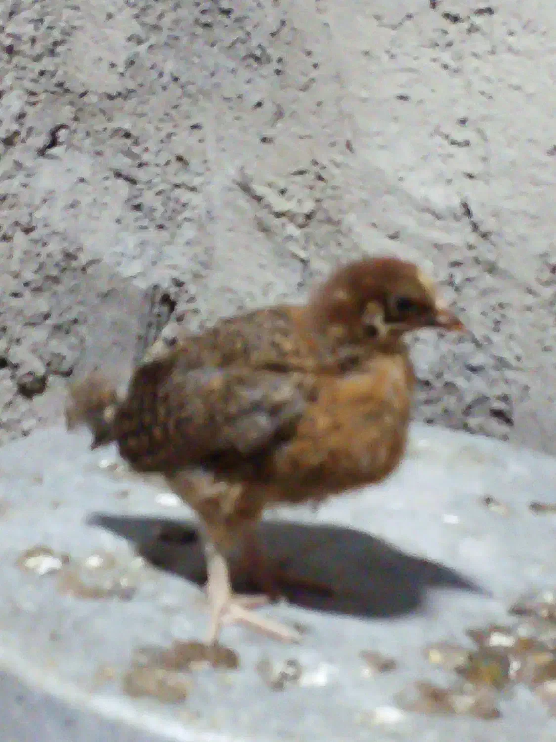 جوجه محلی کبابی|حیوانات مزرعه|سنگر, |دیوار