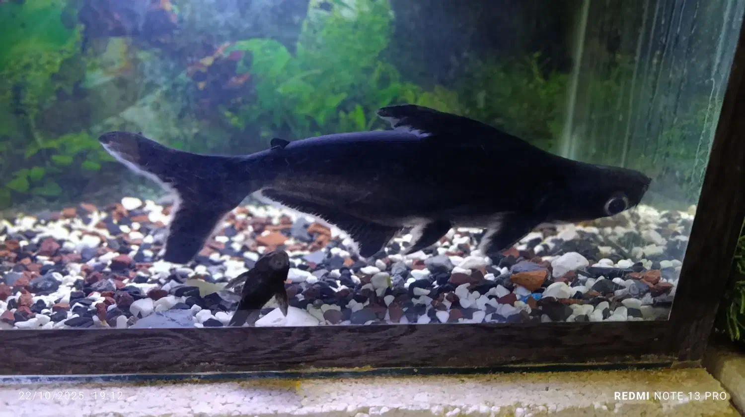 کوسه ماهی گیاهی ۳۳سانتی وآکواریوم ۶۰سانتی|ماهی|زاهدان, |دیوار