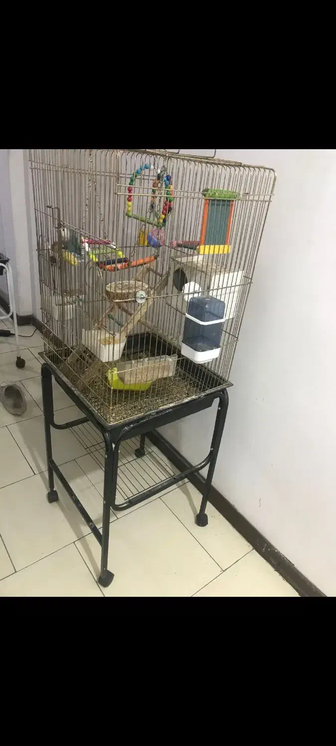 یک جفت کوتوله برزیلی مولد در حال آغل گرم کردن|پرنده|گلبهار, شهر جدید گلبهار|دیوار