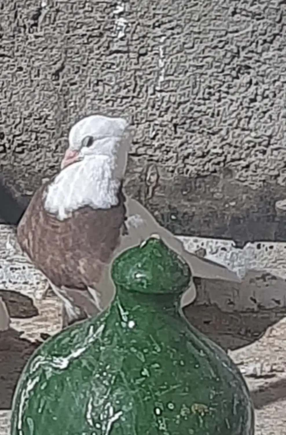 کبوتر گم شده|حیوانات|تاکستان, |دیوار