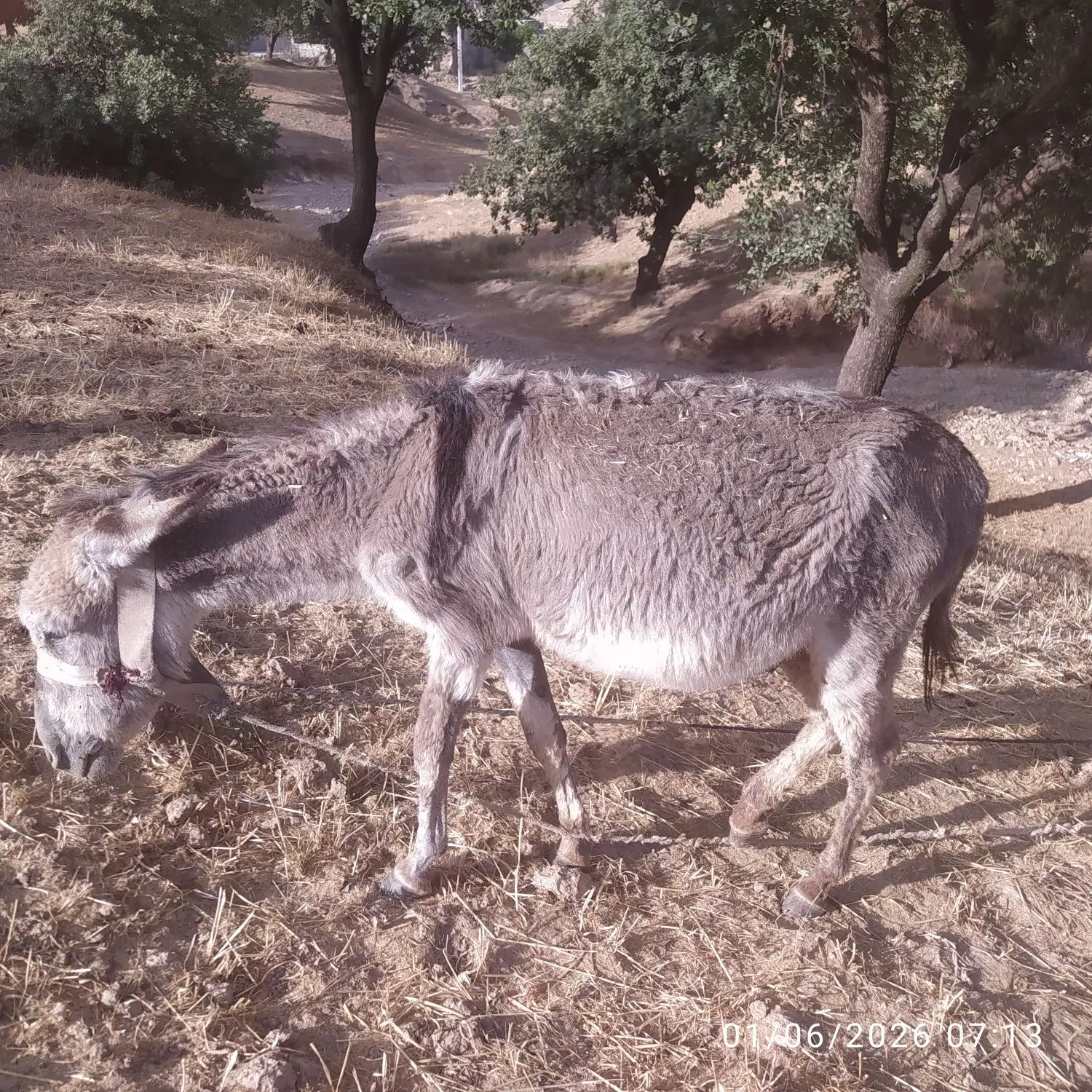 الاغ|حیوانات مزرعه|چاروسا, |دیوار