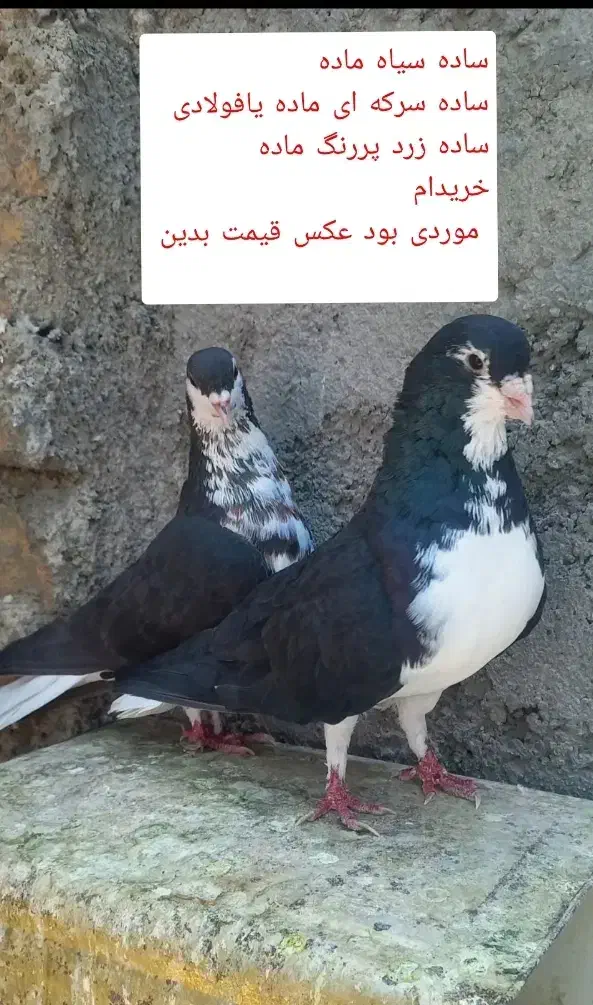 کبوتر ساده|پرنده|نیشابور, ابراهیمی|دیوار