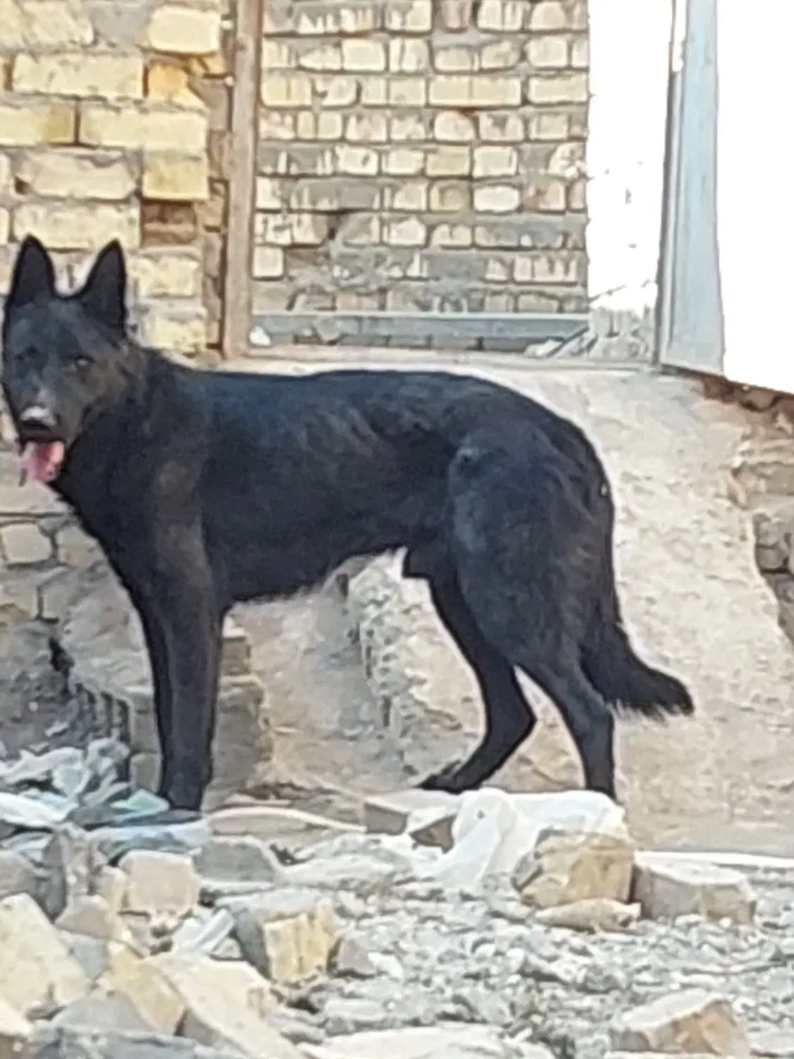 ژرمن بلک نر.|سگ|قزوین, |دیوار