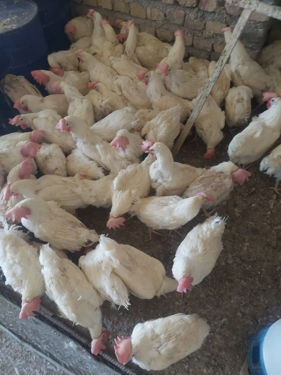 مرغ تاجیکی|حیوانات مزرعه|حمیدیا, |دیوار