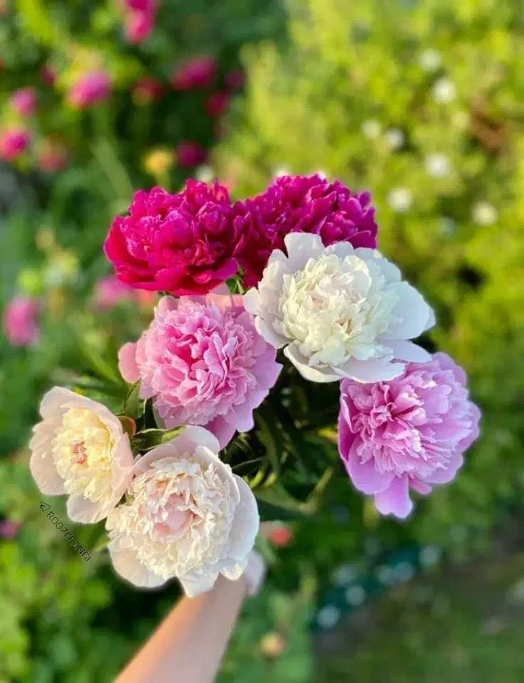 دعا وسرکتاب|کتاب و مجله مذهبی|نسیمشهر, |دیوار