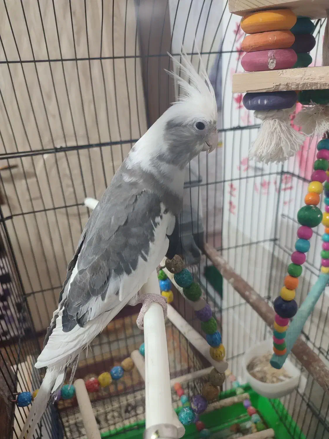 عروس هلندی|پرنده|نجف‌آباد, شیخ آباد|دیوار