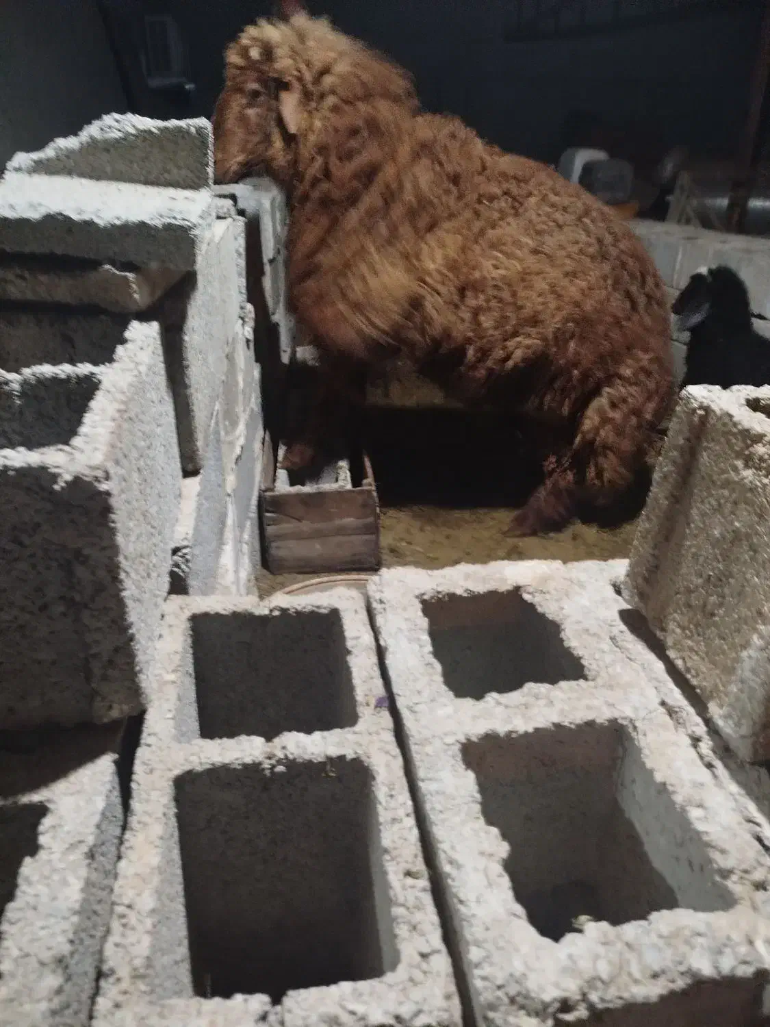 بره نر کوه در آبپخش|حیوانات مزرعه|آبپخش, |دیوار