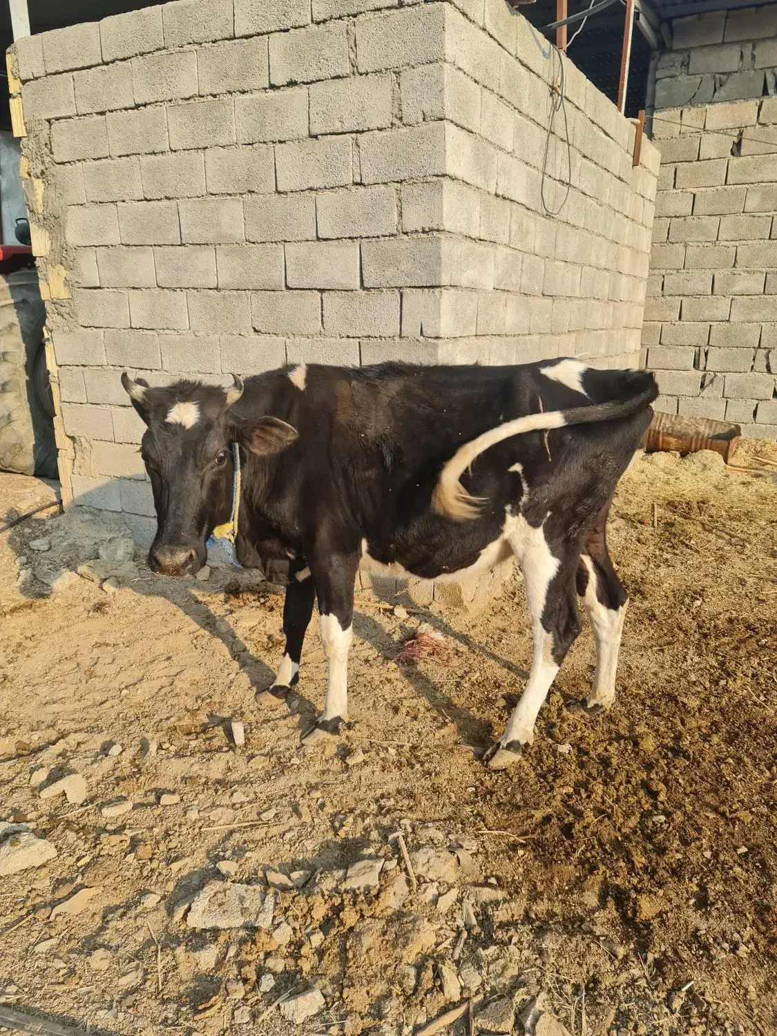 گاو آبستن|حیوانات مزرعه|ارزوئیه, |دیوار