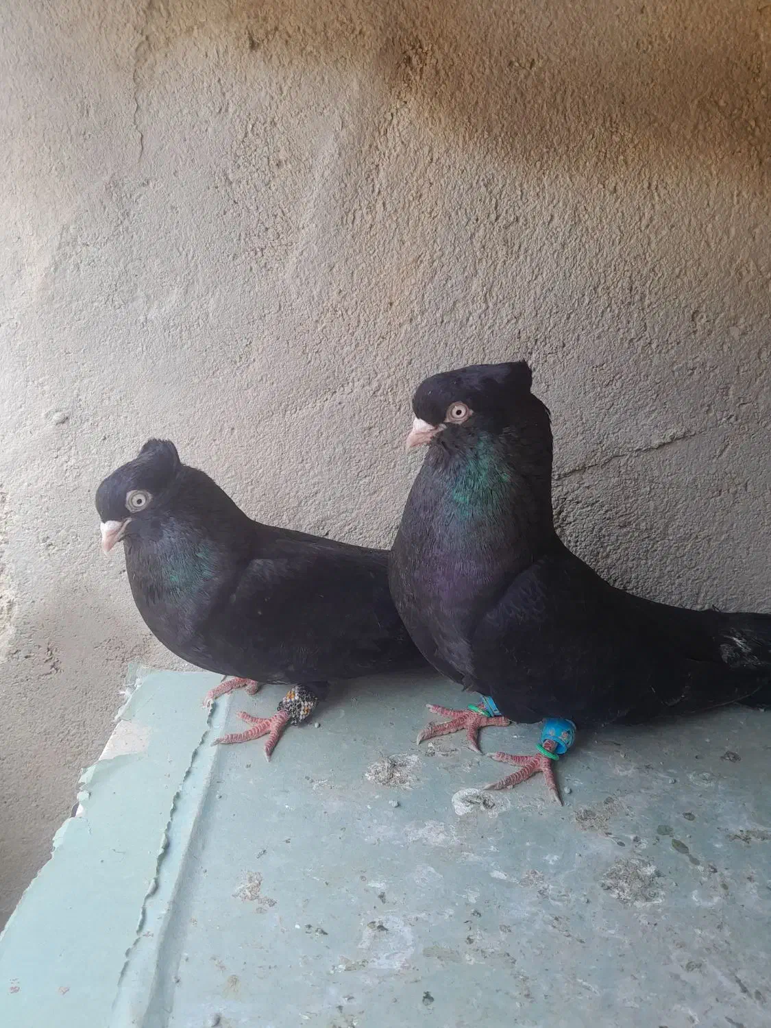 زاغ|پرنده|بندر ماهشهر, |دیوار