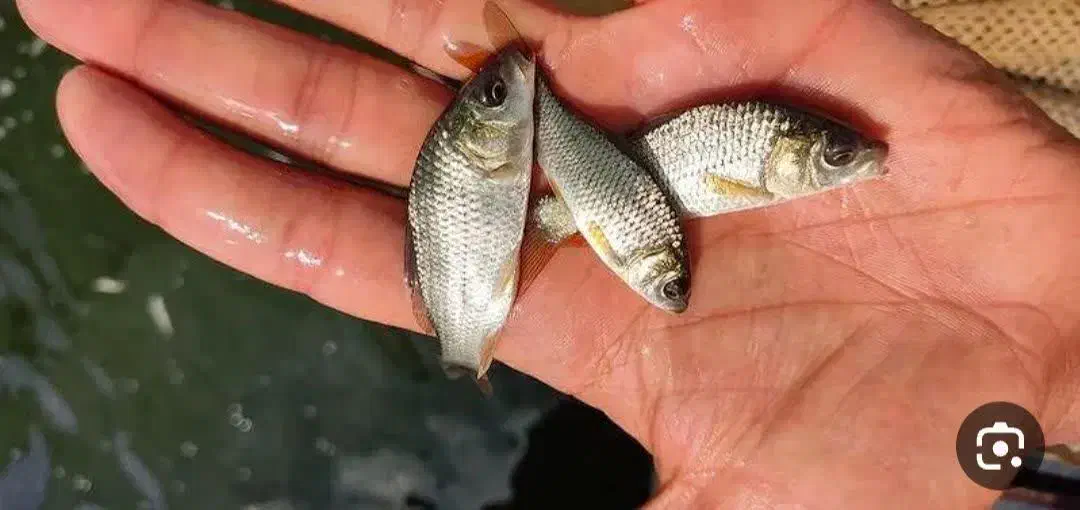 انواع بچه ماهی کپور امور ازاد فیتوفاک بیگهد|ماهی|آمل, |دیوار