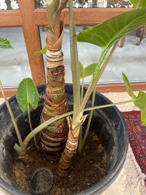 گل بابا آدم|گل و گیاه طبیعی|فردیس, فردیس|دیوار