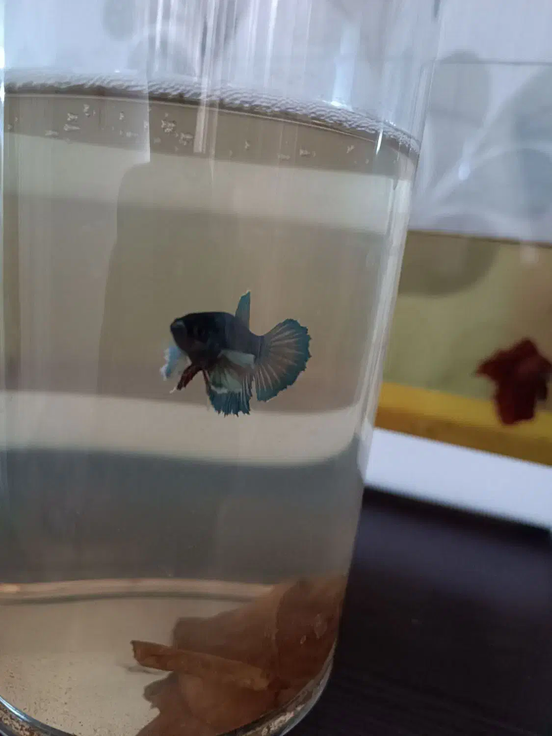 سه ماهی فایتر هافمون|ماهی|پاکدشت, پاکدشت (مامازند)|دیوار