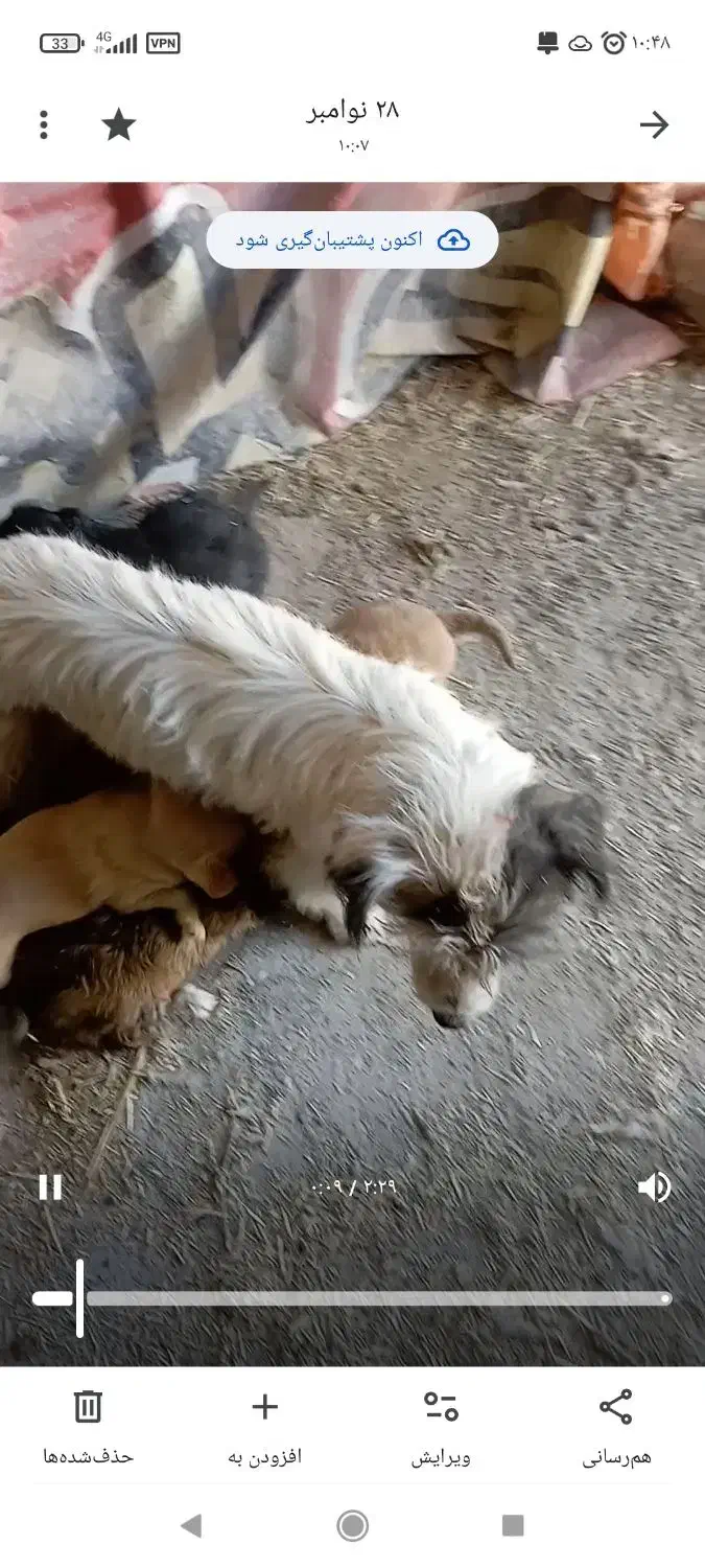 توله سگ پا کوتاه|سگ|مود, |دیوار