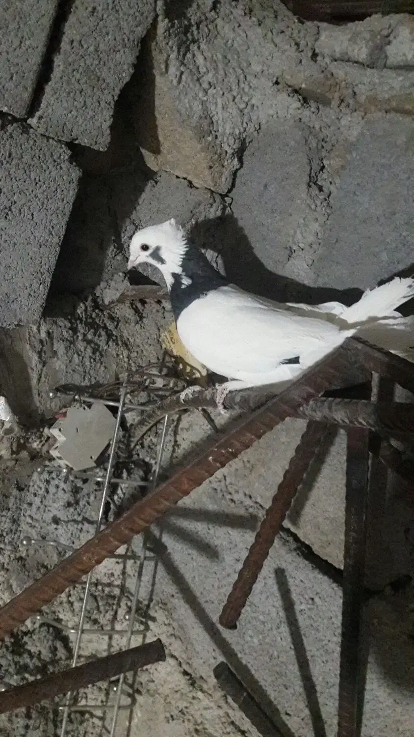 کبوتر طوقی  فروش فوری|پرنده|یاسوج, |دیوار