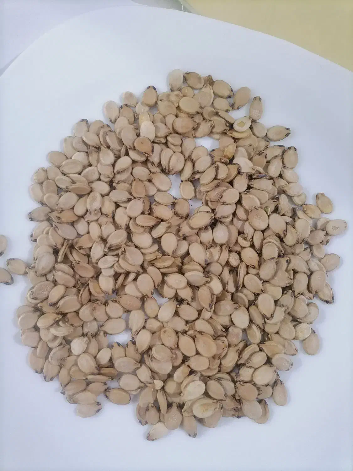 تخمه هندونه مغز پر|خوردنی و آشامیدنی|شیراز, رکن‌آباد|دیوار