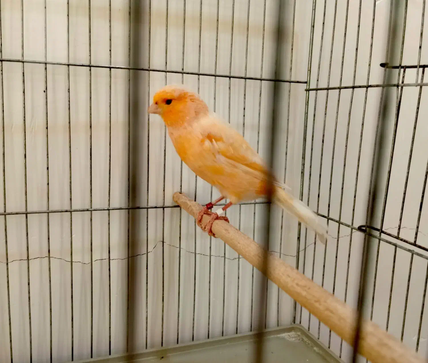 قناری نر|پرنده|برازجان, |دیوار