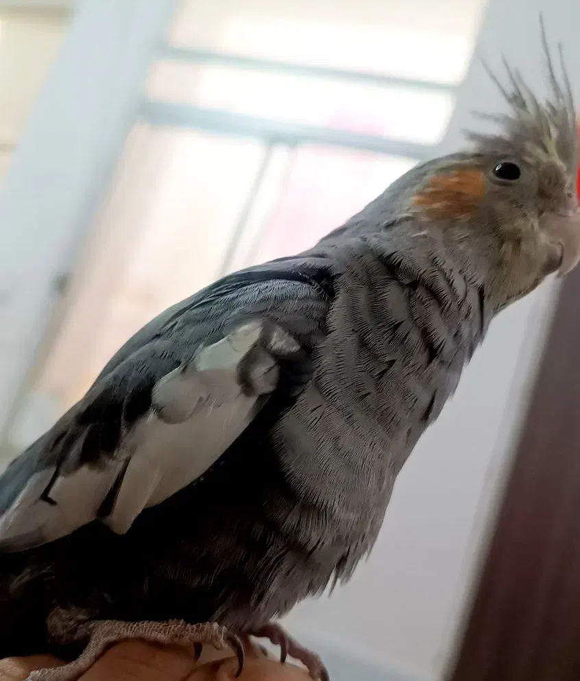 عروس هلندی|پرنده|باخزر, |دیوار