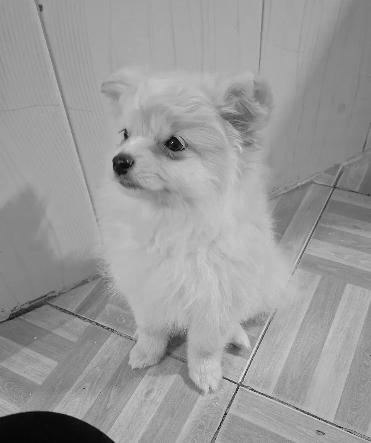 پامر خرسی|سگ|باغستان, |دیوار