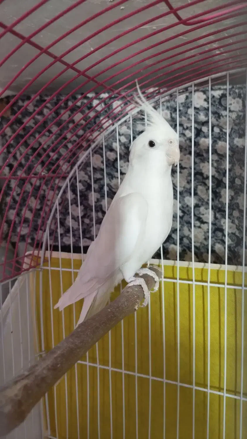 عروس هلندی لوتینو و البینو سالم دستی|پرنده|تربتحیدریه, شهرک ولیعصر|دیوار