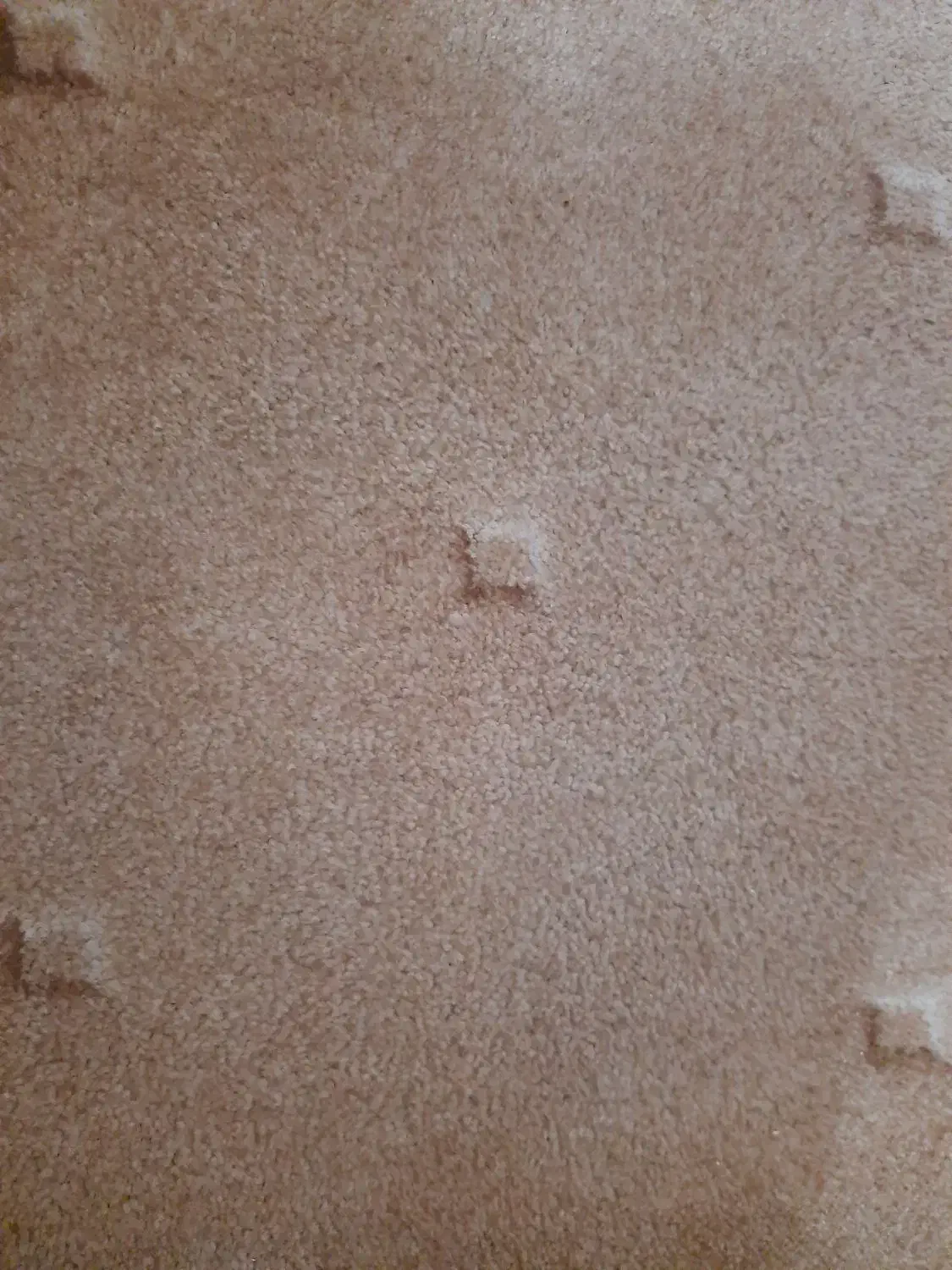 موکت پالاز نرم ،پرز بلند درحد نو و خوشرنگ|موکت|دزفول, |دیوار