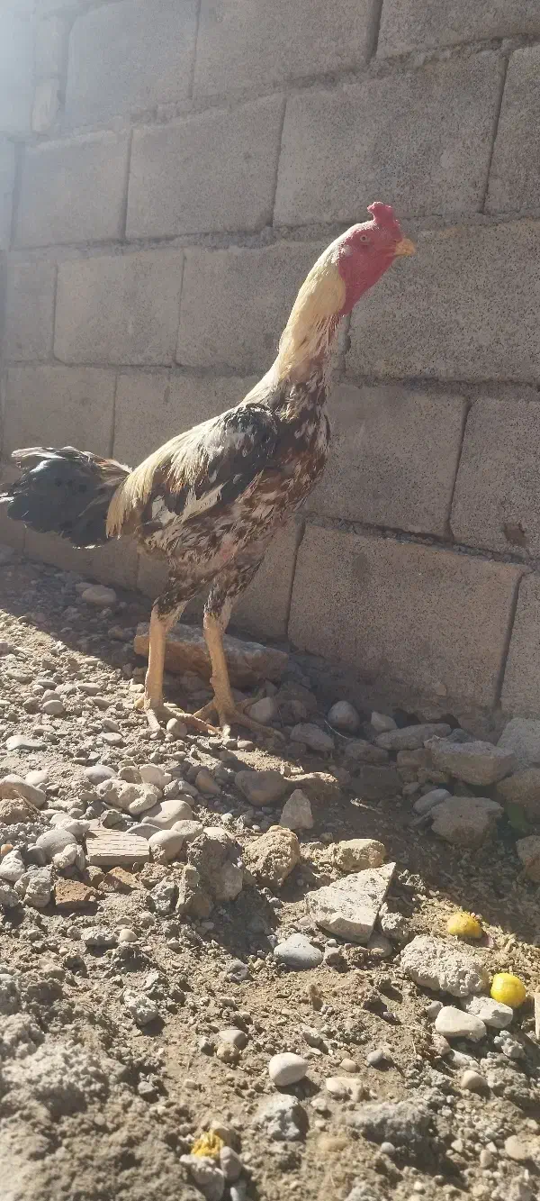 لاری|حیوانات مزرعه|دره شهر, |دیوار