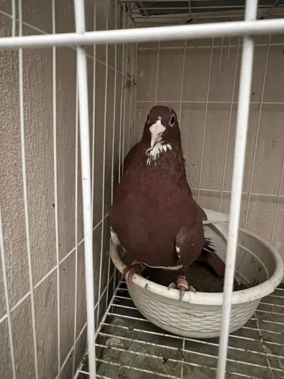 پلنگ سرخ و زرد کرمانی|پرنده|کرمان, |دیوار