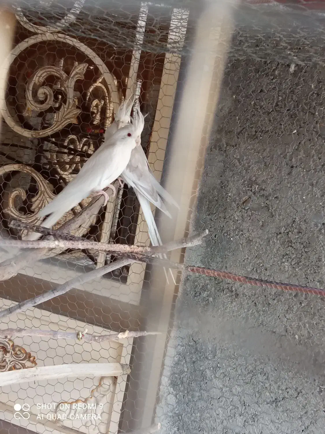 جفت آلبینو مولد|پرنده|ارد, |دیوار