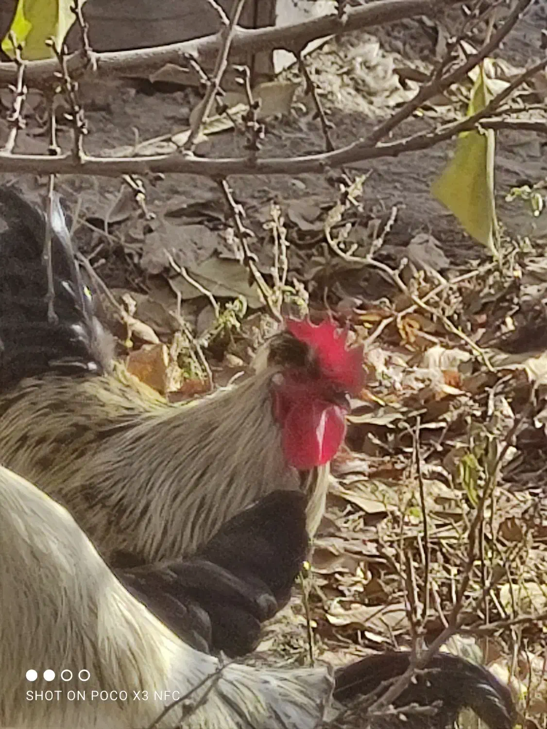 خروس لاری و خروس مشکی|حیوانات مزرعه|مشکین‌دشت, |دیوار