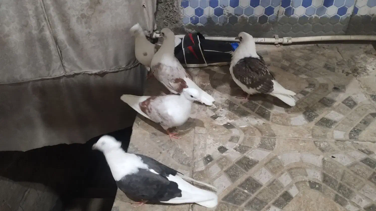 کبوتر|پرنده|خرمآباد, |دیوار