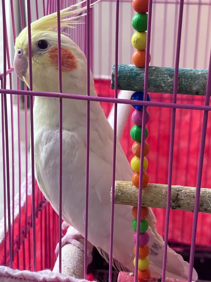 عروس هلندی|پرنده|رامهرمز, |دیوار