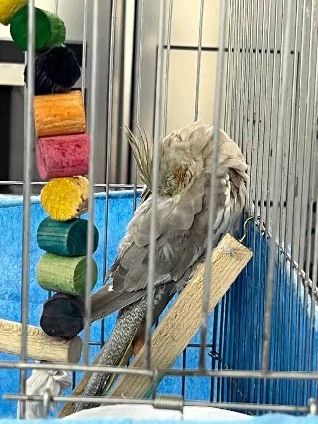 عروس هلندی ماده|پرنده|قزوین, |دیوار