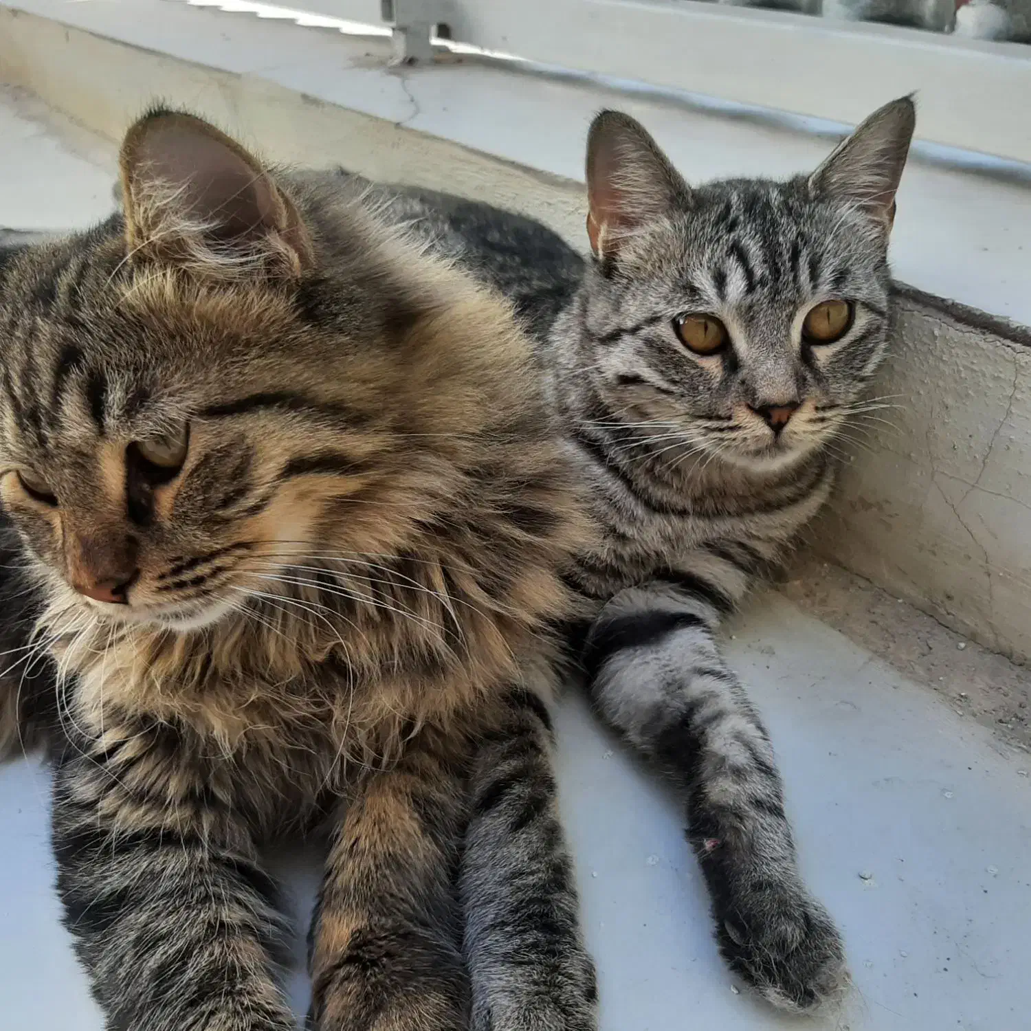 گربه اسکاتیش|گربه|قم, نوبهار|دیوار