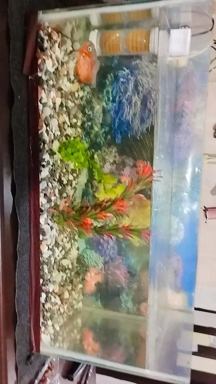 آگواریم با وسایل 2ملیون|ماهی|بندرعباس, |دیوار